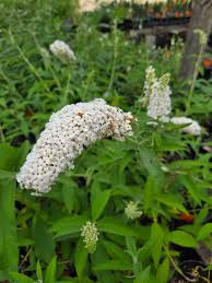 Image result for Buddleja davidii