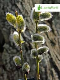 Attēlu rezultāti vaicājumam “Salix caprea male flower”