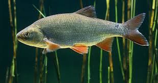 Attēlu rezultāti vaicājumam “Leuciscus idus”