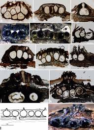 Attēlu rezultāti vaicājumam “Diatrype disciformis”