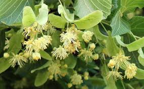 Attēlu rezultāti vaicājumam “Tilia tomentosa flower”