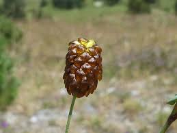 Attēlu rezultāti vaicājumam “Trifolium spadiceum flower”