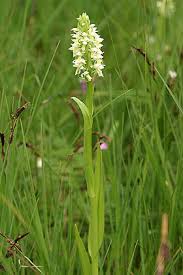 Attēlu rezultāti vaicājumam “Dactylorhiza ochroleuca”