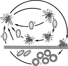 Attēlu rezultāti vaicājumam “Entomophthora”