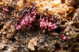 Attēlu rezultāti vaicājumam “Trichia sp.”