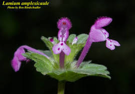 Attēlu rezultāti vaicājumam “Lamium amplexicaule”