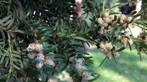 Attēlu rezultāti vaicājumam “Taxus baccata male flower”