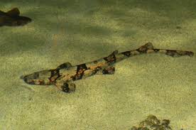 Image result for Haploblepharus edwardsii