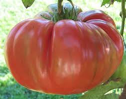 Afbeeldingsresultaat voor Pink Brandywine tomato