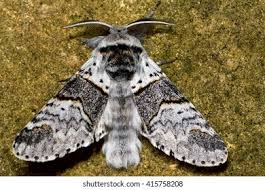 Attēlu rezultāti vaicājumam “Furcula bifida”