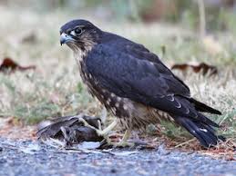 Image result for Falco columbarius