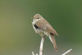 Attēlu rezultāti vaicājumam “Acrocephalus dumetorum”