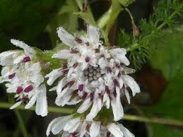 Attēlu rezultāti vaicājumam “Petasites spurius flower”