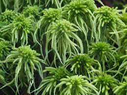 Attēlu rezultāti vaicājumam “Sphagnum fallax”