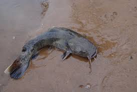 Image result for Pylodictis olivaris