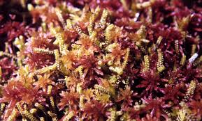Attēlu rezultāti vaicājumam “Paraleucobryum longifolium sporophyte”