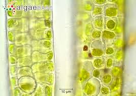 Attēlu rezultāti vaicājumam “Enteromorpha sp.”