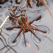 Attēlu rezultāti vaicājumam “Dolomedes fimbriatus”