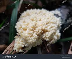 Attēlu rezultāti vaicājumam “Brefeldia maxima”