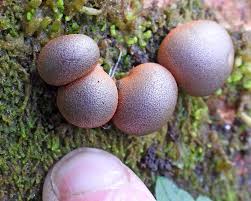 Attēlu rezultāti vaicājumam “Lycogala convexum macro”