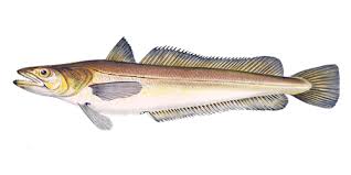 Image result for Merluccius merluccius