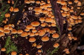 Attēlu rezultāti vaicājumam “Xeromphalina campanella”