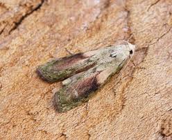 Attēlu rezultāti vaicājumam “Aphomia sociella female”