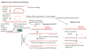 Image result for the end of the t-loop structure