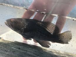 Image result for Centropristis striata