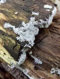 Attēlu rezultāti vaicājumam “Ceratiomyxa fruticulosa young”