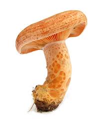 Attēlu rezultāti vaicājumam “Lactarius deliciosus”