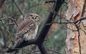 Attēlu rezultāti vaicājumam “Glaucidium passerinum adult”
