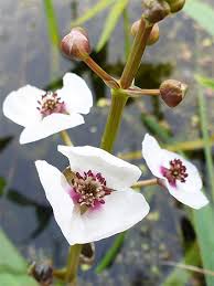 Attēlu rezultāti vaicājumam “Sagittaria sagittifolia flower”