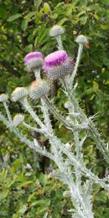 Image result for Onopordum acanthium