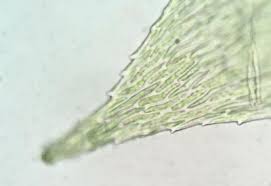 Attēlu rezultāti vaicājumam “Brachythecium rivulare”