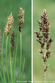 Attēlu rezultāti vaicājumam “Carex appropinquata”