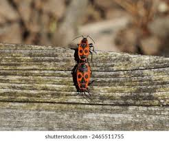 Attēlu rezultāti vaicājumam “Pyrrhocoris apterus nymph”