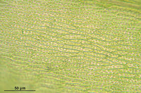 Attēlu rezultāti vaicājumam “Straminergon stramineum”