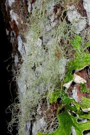 Attēlu rezultāti vaicājumam “Ramalina thrausta”