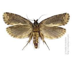 Attēlu rezultāti vaicājumam “Scardia boletella”