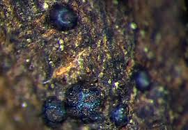 Attēlu rezultāti vaicājumam “Licea castanea spores”