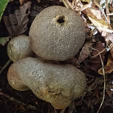 Attēlu rezultāti vaicājumam “Lycoperdon pyriforme young”