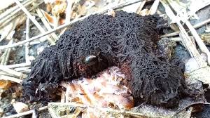 Attēlu rezultāti vaicājumam “Symphytocarpus sp.”