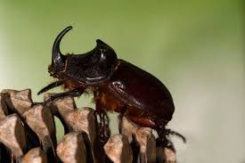 Attēlu rezultāti vaicājumam “Oryctes nasicornis”