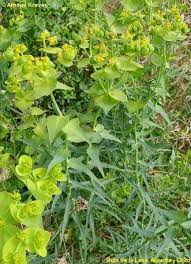 Attēlu rezultāti vaicājumam “Euphorbia helioscopia leaf”
