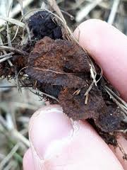 Attēlu rezultāti vaicājumam “Gloeophyllum abietinum”