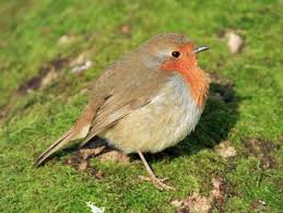 Attēlu rezultāti vaicājumam “Erithacus rubecula”