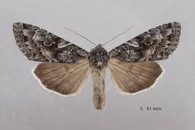 Attēlu rezultāti vaicājumam “Eurois occulta”