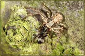 Attēlu rezultāti vaicājumam “Xysticus cristatus”