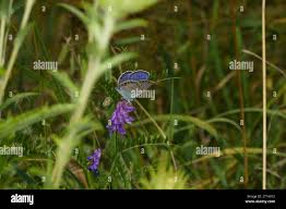Attēlu rezultāti vaicājumam “Plebejus argyrognomon underside”
